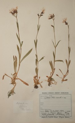 photograph of a pressed plant specimen